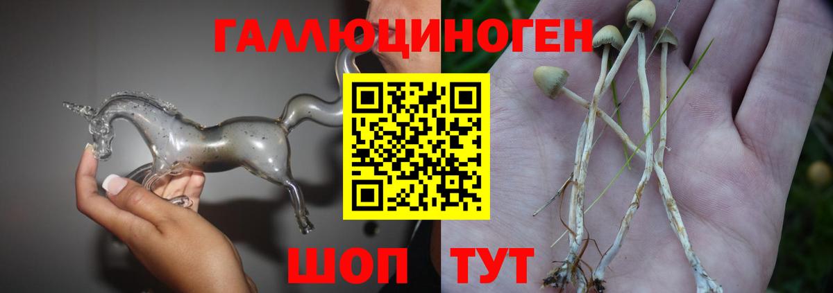 Галлюциногенные грибы Psilocybe Кимовск